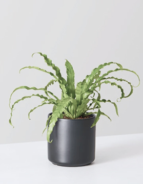 peperomia plant image