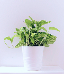 plant image from 'new' category