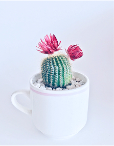 cactus image from 'popular' category